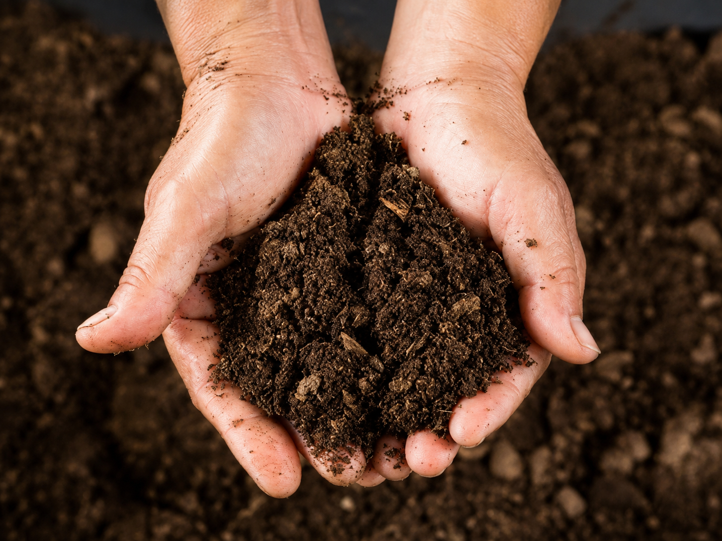 Hands holding finely processed dry cow dung powder